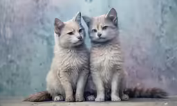 a pair of kittens sitting on top of each other