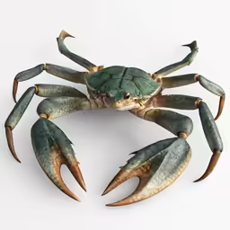 a 3d image of a crab on a white background