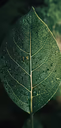 a large green leaf with many drops of water on it