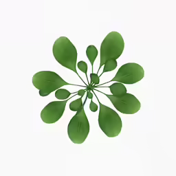 a big leaf with green leaves on top