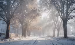 a rural road with many snow covered trees