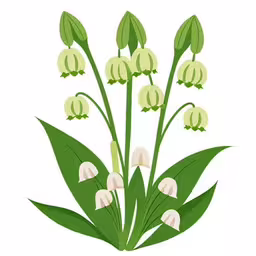 a bunch of flower that are on a white background,lily of the valley with buds in bloom
