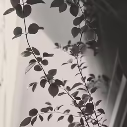 an image of a tree near a window