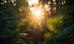 the sun is shining through some green leaves