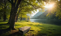 a wooden bench in the shade of some trees