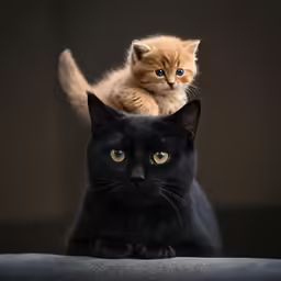 a couple of cats are standing on a couch
