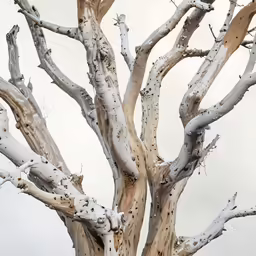 a bird sitting in the center of a tree