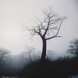 foggy photograph of a tree in winter with fenced in area