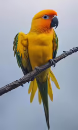 orange and yellow parrot with blue eyes sitting on a tree branch
