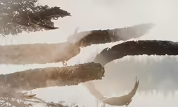 a foggy day at a tree with birds in flight