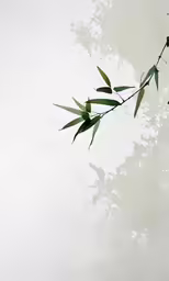 water with a leaf on it in a body of water