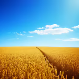 a vast view of wheat and blue sky