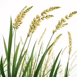 this is the top part of some wild flower on a stalk