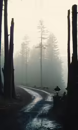 there is a wet road through the trees