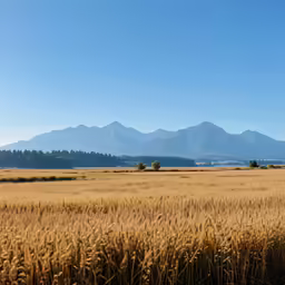 an open field that is in the middle of nowhere