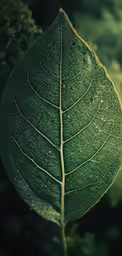 a single green leaf on a dark green background