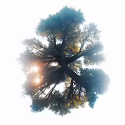an up shot of the leaves and canopy of a tree