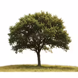 the lone tree on the hill has no leaves