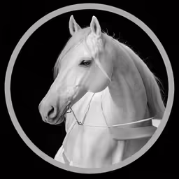 the horse is white and stands in a circular photo
