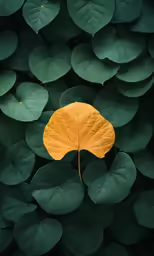 leaf in green planter with lots of leaves