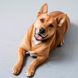 a dog is laying on the floor and smiling