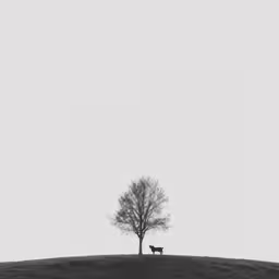 there is a tree on a hill and a small dog is standing next to it