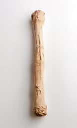 a bone laying on a white surface