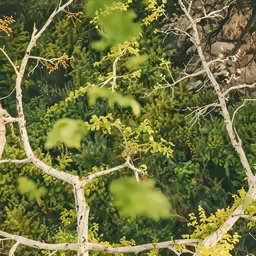 a bird sitting on the branch of a tree