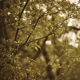 trees and sunlight in the woods are green