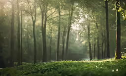 the woods are full of trees that have grown from green grass
