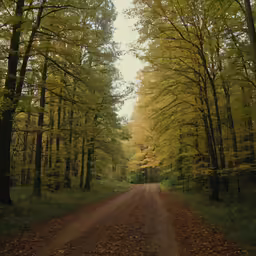 a dirt road with trees on both sides and the sun coming down