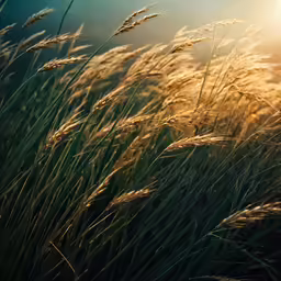 a grassy area with grass blowing in the wind