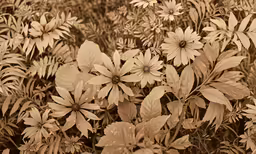 the flowers have lots of leaves in sepia