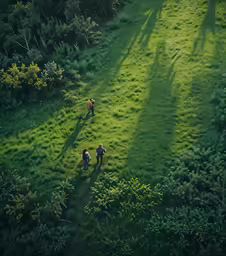 aerial view of three people hiking in green forest