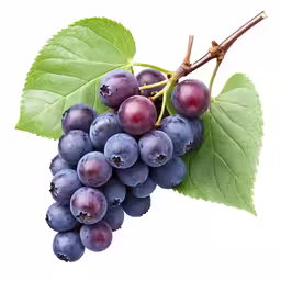 blueberries with leaves are on the branch