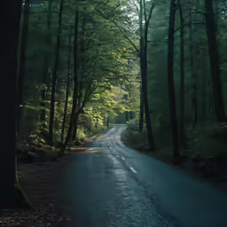a deserted road in the woods near trees