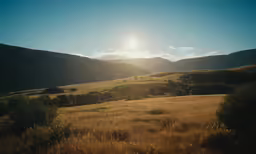 a field of yellow grass and trees next to mountains