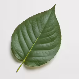 the green leaf has many thin leaves
