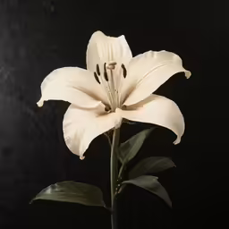 the white flower is growing from the stem