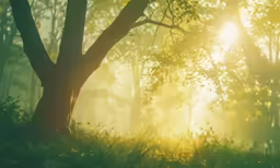 sun flares through the fog on a wooded forest floor