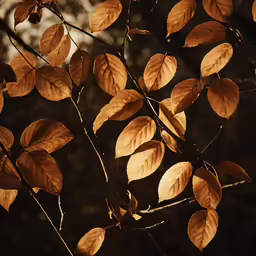 brown leaves against a background of trees