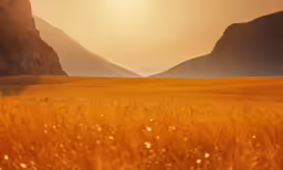 the sun rises over a field of tall grass