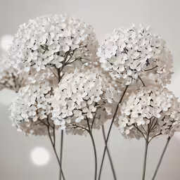 a bunch of flowers are shown with a white background