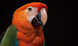 the bright red parrot is sitting on a branch
