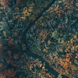 an aerial view of colorful trees, showing green and gold leaves