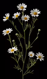a bouquet of flowers with white and yellow petals