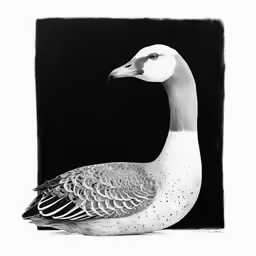 a duck with white feathers sitting on top of a black surface