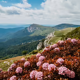 purple flowers on the side of a hillside with mountains in background