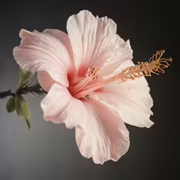 the flower is open and has long petals