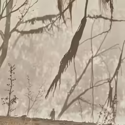 an image of the lone person in the misty woods